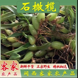 石橄榄草双叶小号新鲜石仙桃果福建煲汤炖汤野外生鲜现摘现发500g