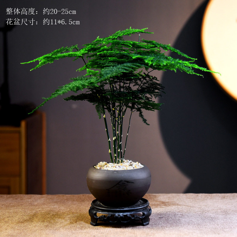文竹盆景植物办公室桌面