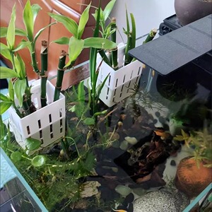 鱼缸水培定植篮壁挂式水
