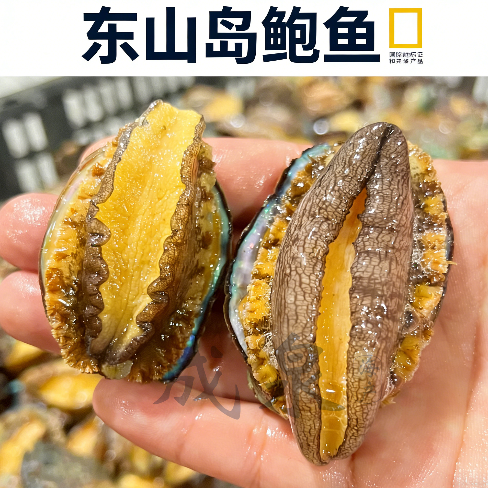 【全规格】【东山岛鲍鱼】新鲜活体熟冻福建特产海鲜鲜活冷冻水产