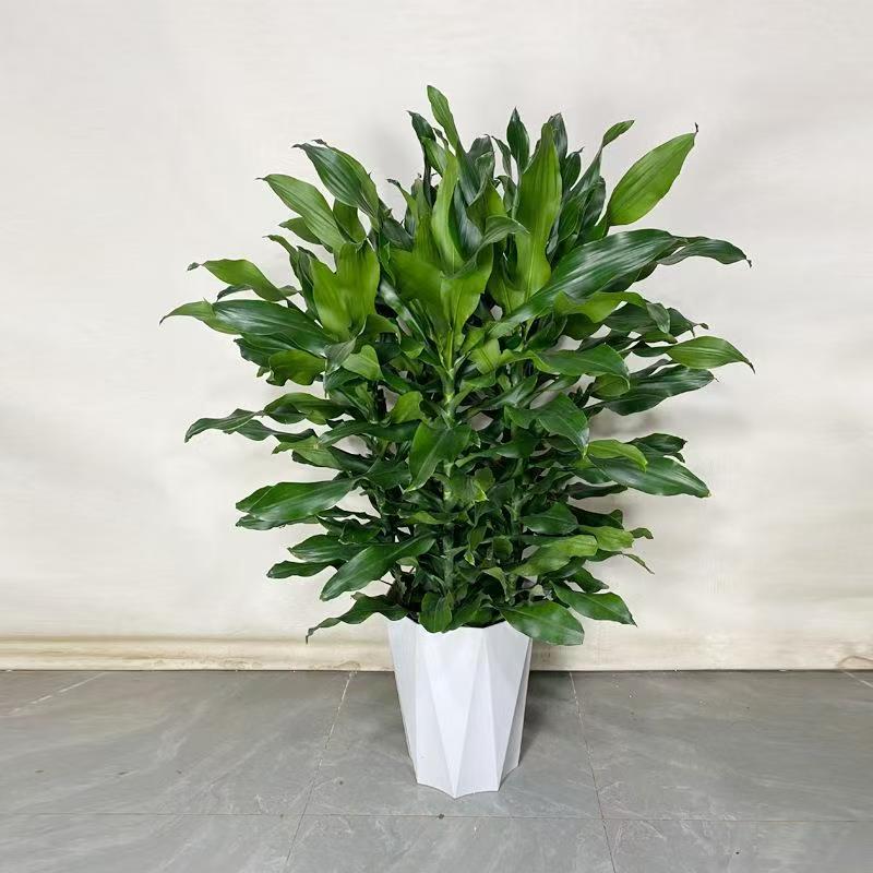 螺纹铁美观大气四季常青水培植物