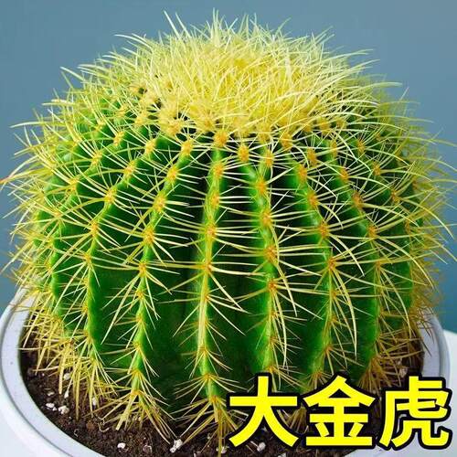金虎仙人球盆栽桌面室内办公室