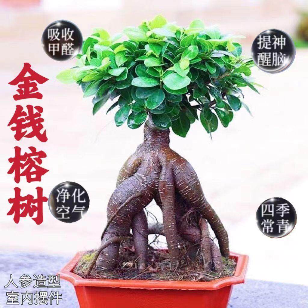 人参榕树盆栽老桩造型盆景绿植物室外庭院耐寒小榕树除甲醛花卉