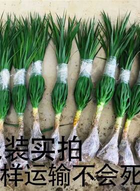 龙须树净化空气美观吸甲醛防辐射