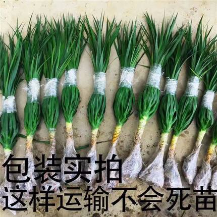 龙须树龙须铁包邮书房美化环境办公室客厅阳台摆放净化空气