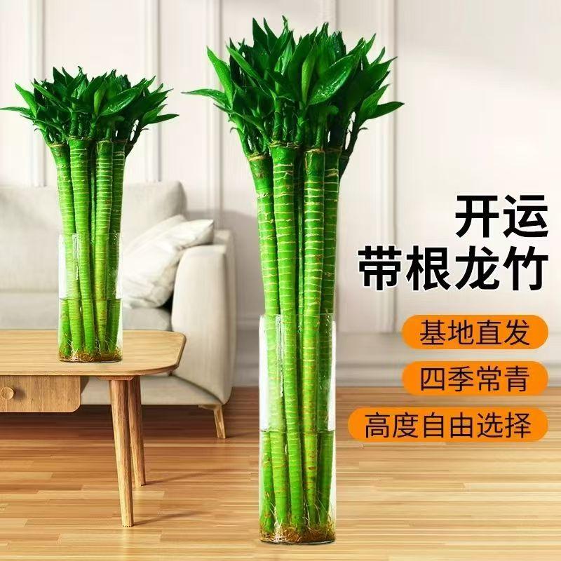 龙竹客厅吸甲醛水养植物招财旺宅