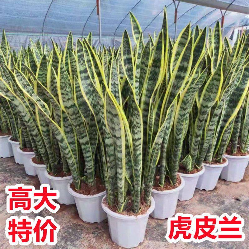 高脚金边虎皮兰盆栽室内大盆新房虎尾兰客厅防辐射植物大苗大盆栽,鲜花速递/花卉仿真/绿植园艺,大型绿植/成品组合盆栽,淘宝优惠券,粉丝福利购,淘宝优惠卷