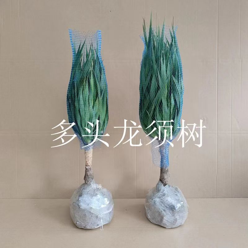 龙须铁龙血树多头花卉盆栽客厅办公室内大型绿植花卉净化空气盆景