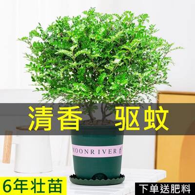 清香木客厅驱蚊美观净化空气绿色