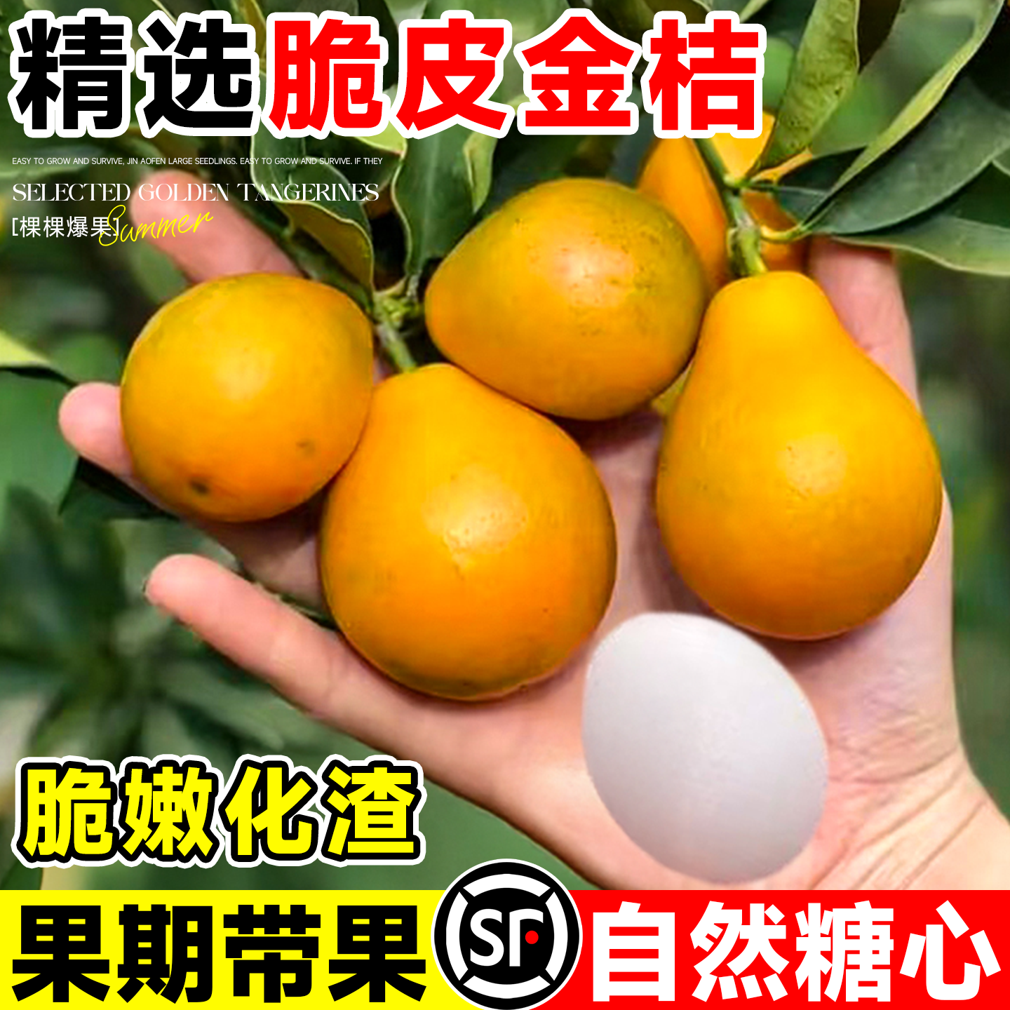 纯甜脆蜜金桔树苗大可食用