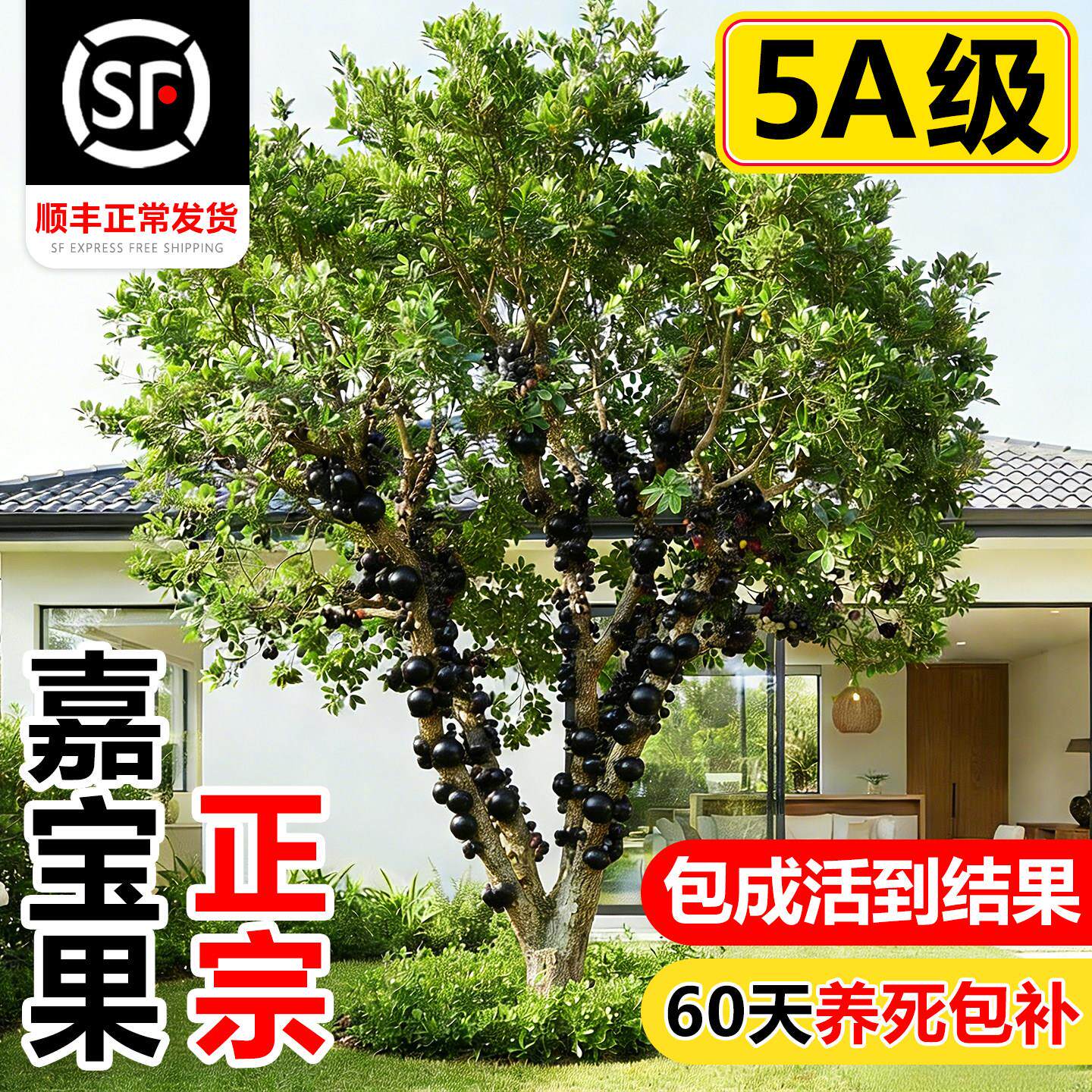 嘉宝果树苗葡萄沙巴艾斯卡