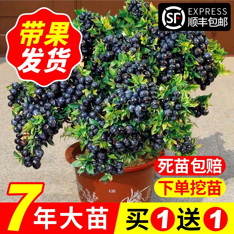 蓝莓树果苗带盆栽庭院南方北