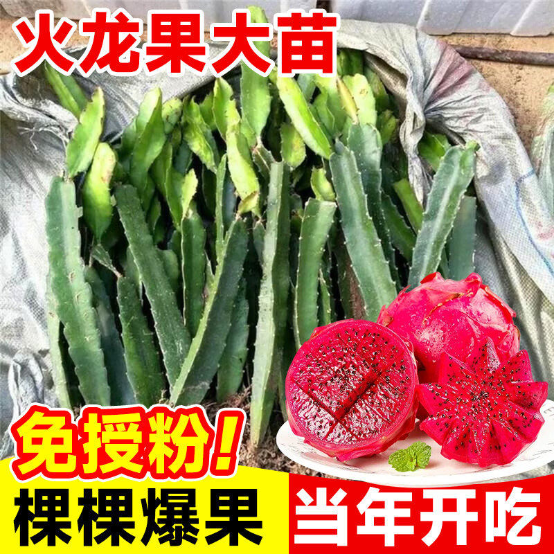 红心火龙果嫁接树苗适合
