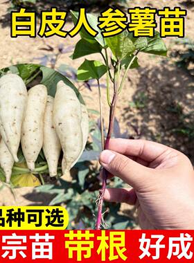 白皮心人参薯苗红紫蜜冰淇