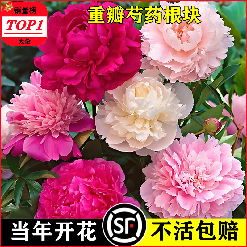 带芽芍药花苗种根重瓣大室图片