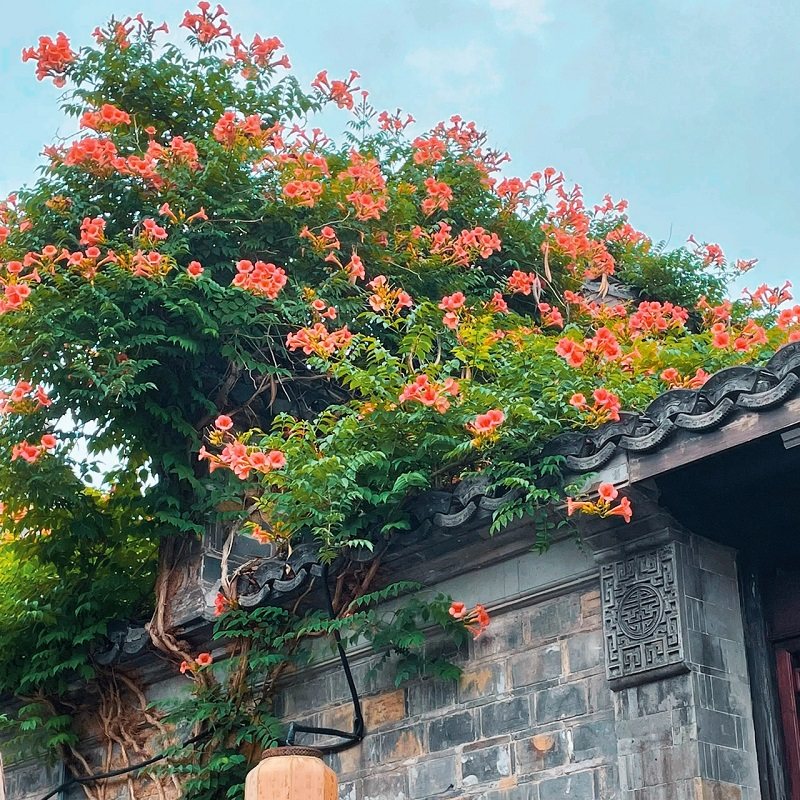 美国凌霄花苗庭院爬藤植物