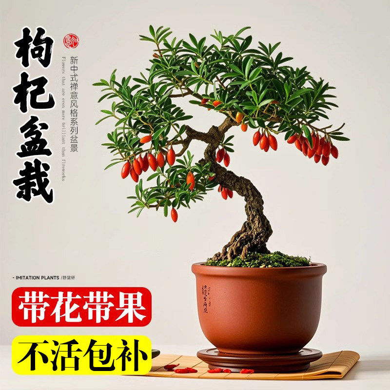 枸杞树盆栽景老桩带果可食