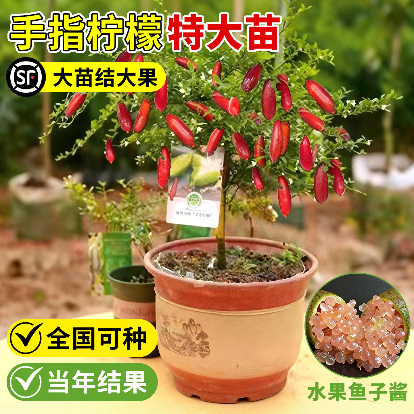 手指柠檬树苗特大盆栽带果