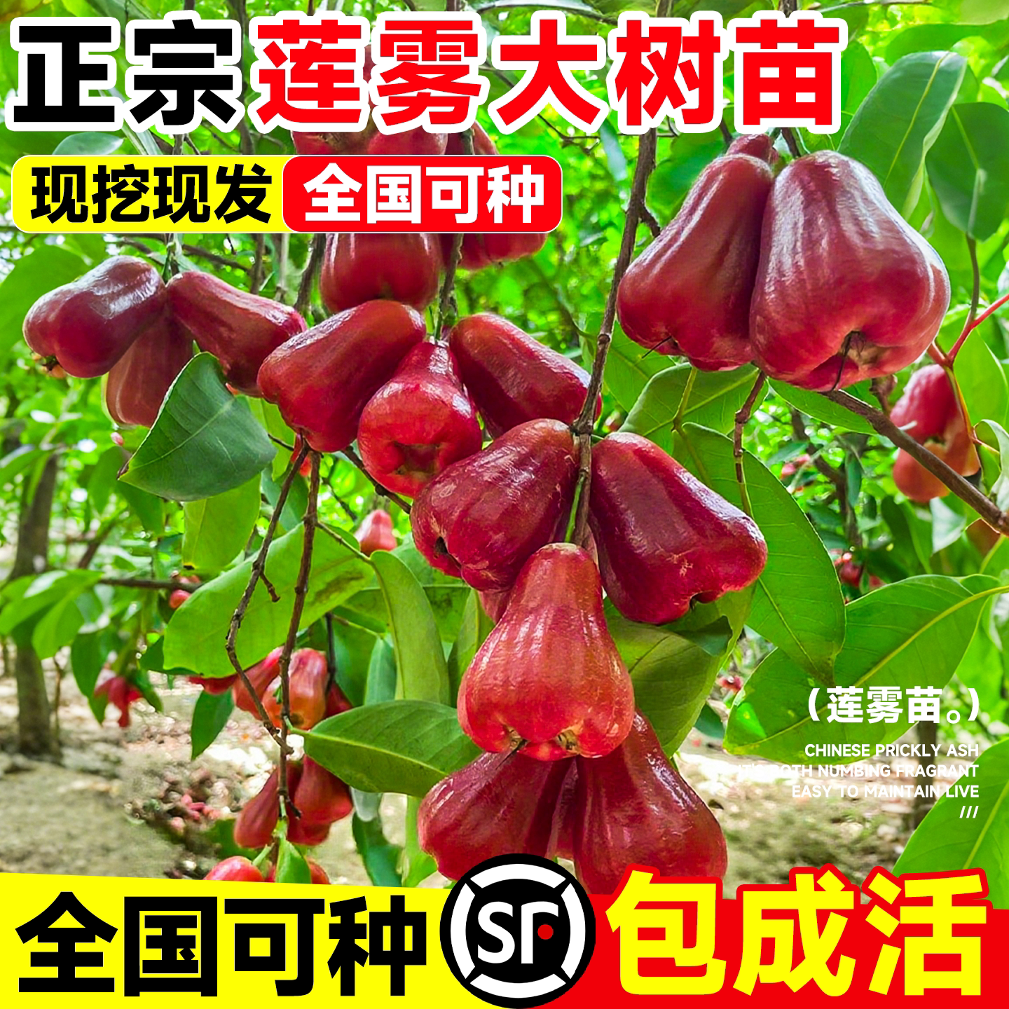 黑金刚莲雾树苗台湾糖芭比