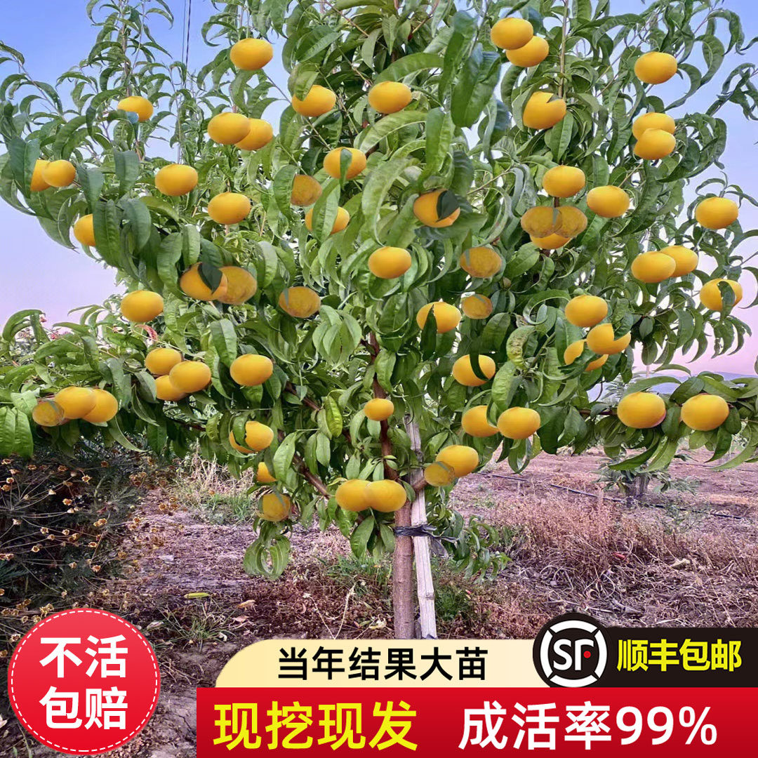 黄桃树果苗嫁接水蜜血冬南方