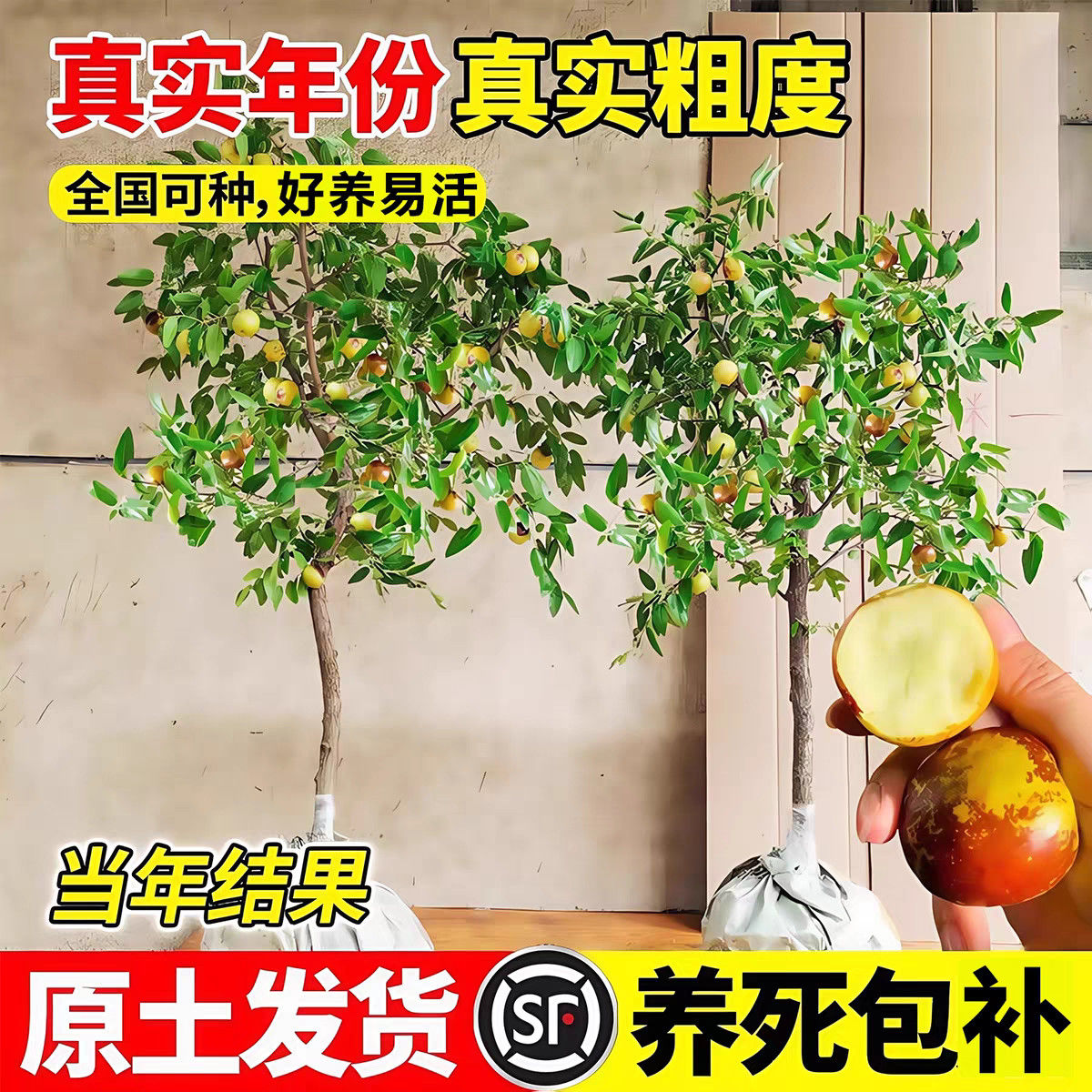 枣树活苗大枣嫁接苗超甜带土球南北方沾化冬枣当年结果树矮化大号