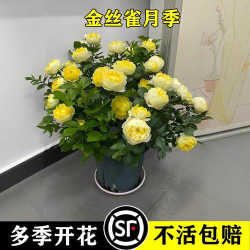 金丝雀月季蔷薇大苗浓香型