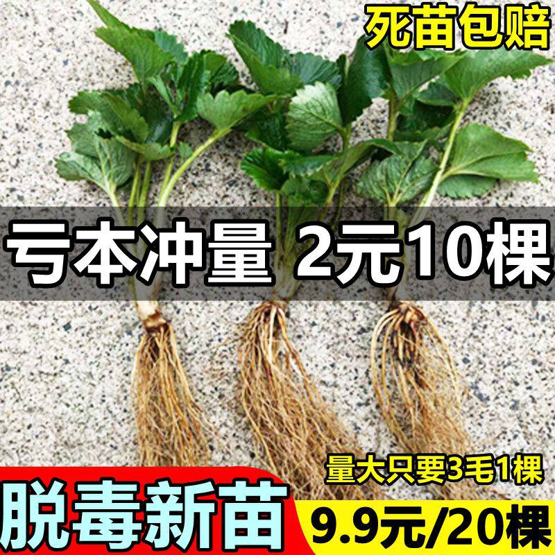四季草莓苗红颜奶油草莓秧大棚种植草莓盆栽当年结果新苗裸根果苗