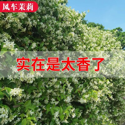 风车茉莉爬藤植物四季常青