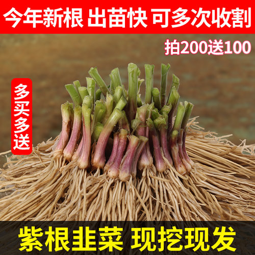 韭菜根苗现挖宽叶紫红四季