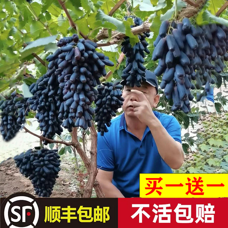 葡萄树苖阳光玫瑰巨峰金手指