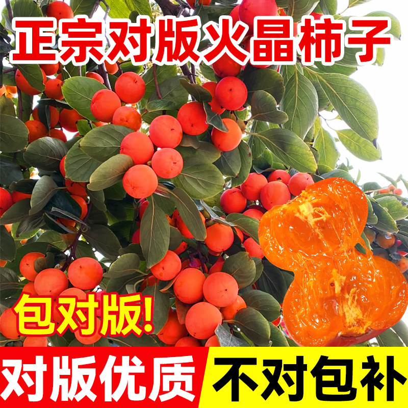 柿子苗树火晶正宗对版嫁接