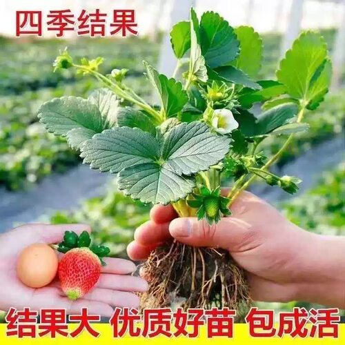 四季草莓苗奶油红颜秧大棚