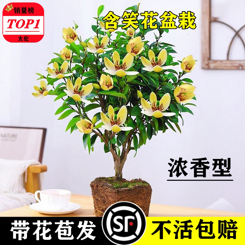 含笑花苗盆栽耐寒植物庭院