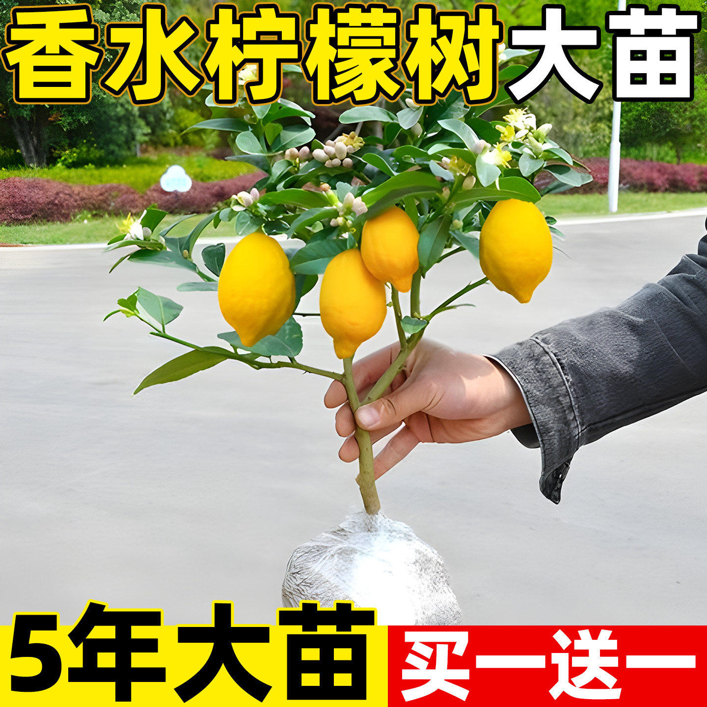 香水柠檬尤力克无籽小青树