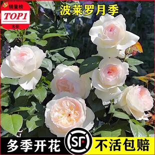 波莱罗月季花苗灌木爬滕蔷薇四季开花庭院阳台浓香型花卉盆栽好养