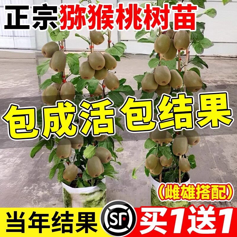 猕猴桃树果苗红心软枣嫁接