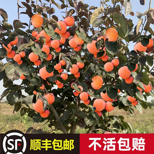 火晶柿子苗树果甜脆水磨盘庭