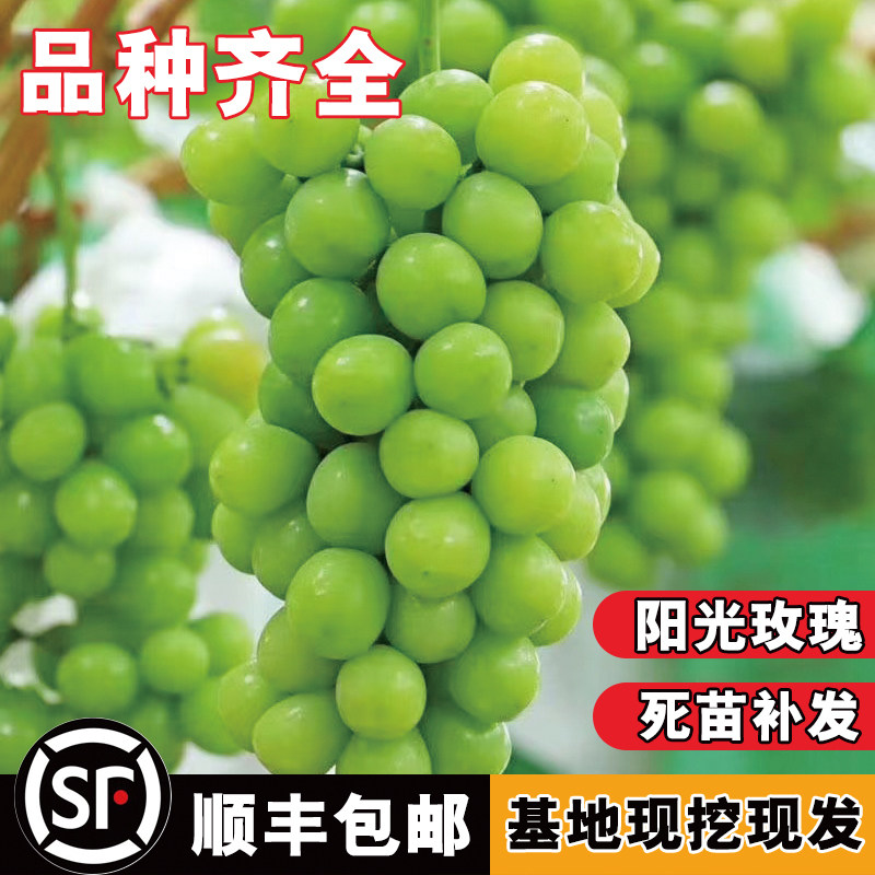 葡萄树苖阳光玫瑰蓝宝石苗巨