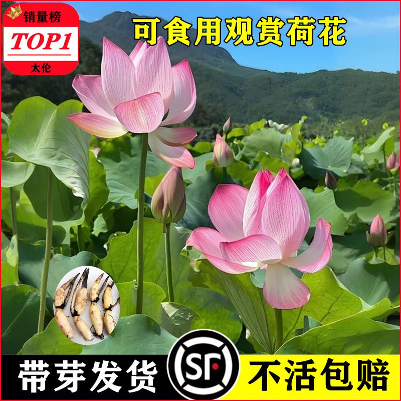 大型观赏荷花种藕苗盆栽水