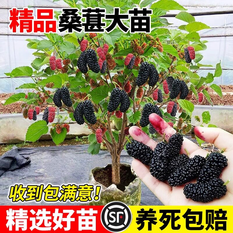 长果桑葚树苗嫁接地盆栽南