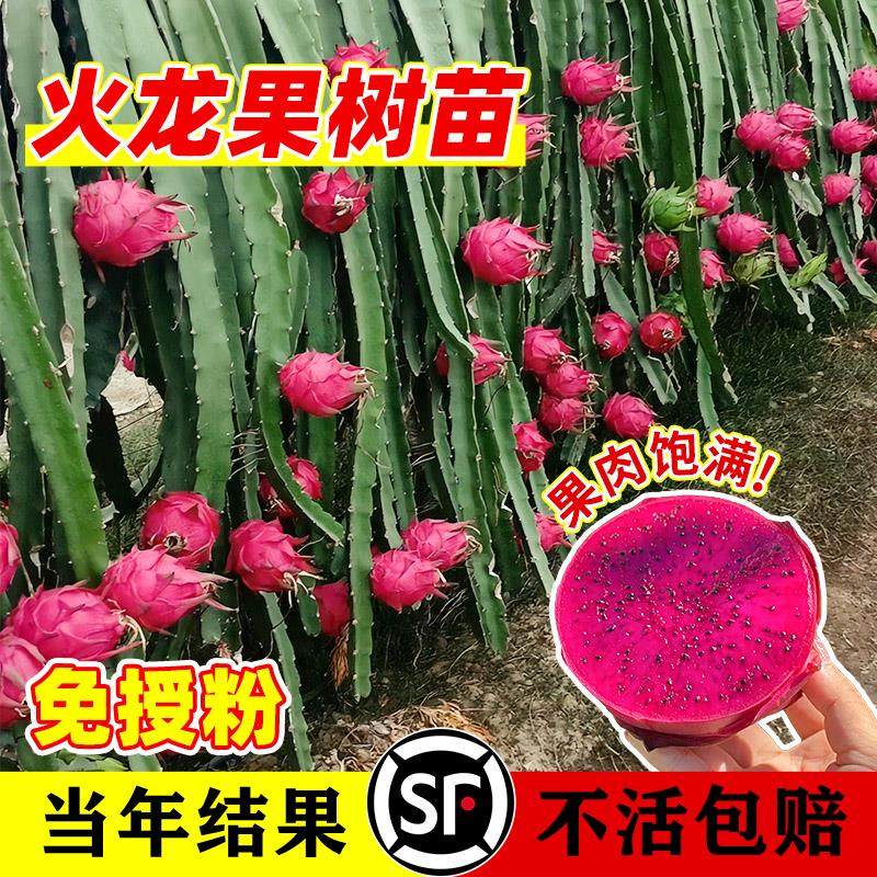 火龙果树苗盆栽四季结南北