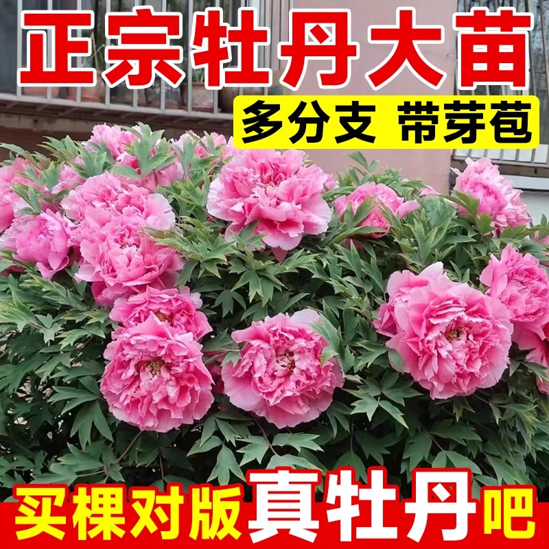牡丹花苗盆栽正宗洛阳带苞