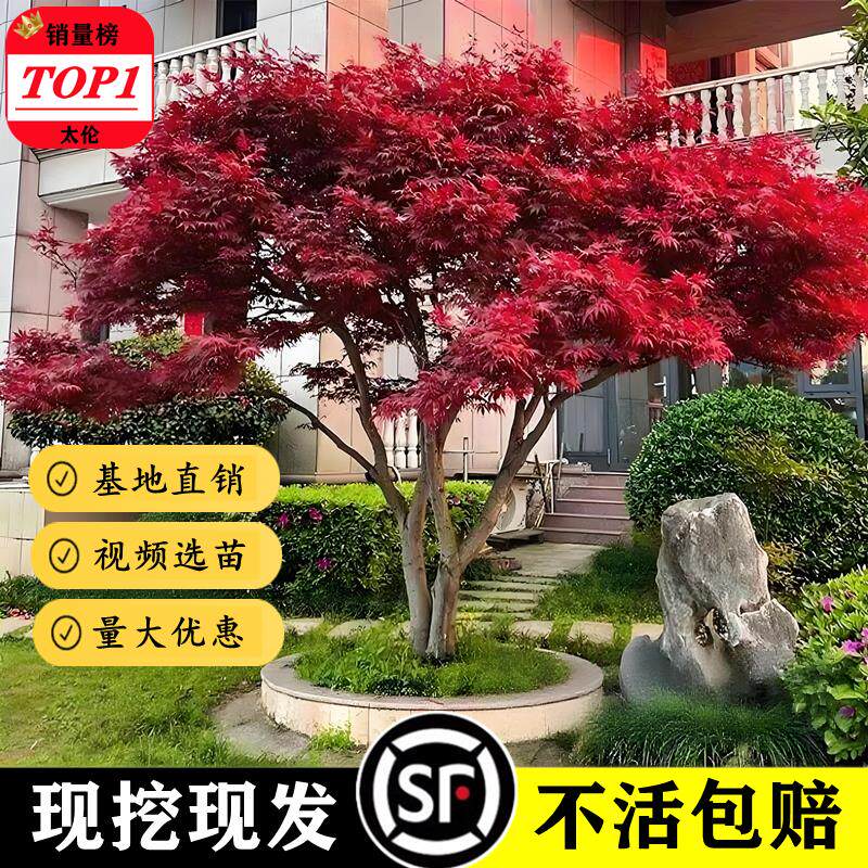 日本红枫树苗盆栽庭院风景
