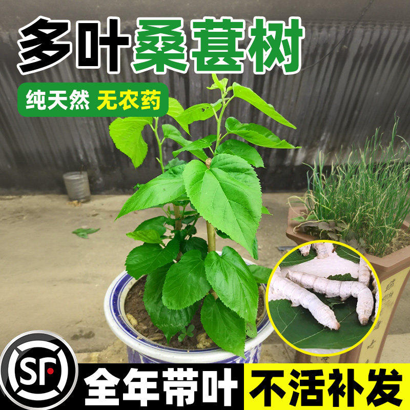 桑树活苗盆栽养蚕叶食用大图片
