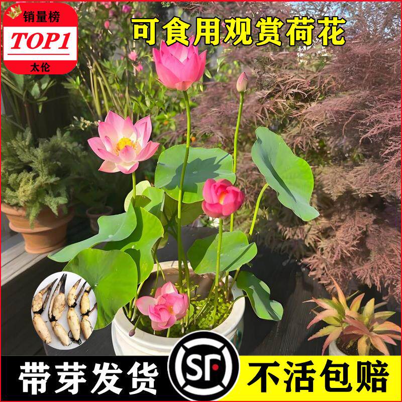 大型观赏荷花种藕苗水养盆