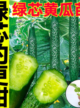 高产津妍四号绿芯黄瓜秧苗