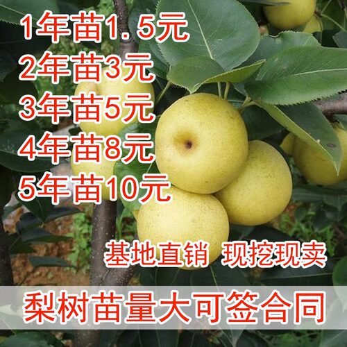 嫁接果树苗梨水香盆栽南方北