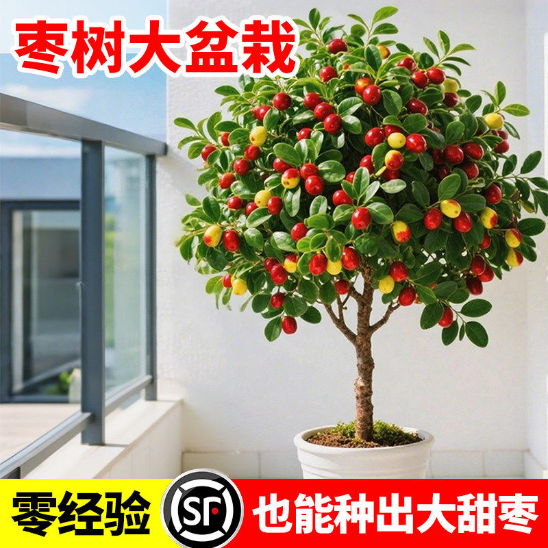 枣树活苗特大冬嫁接南北方