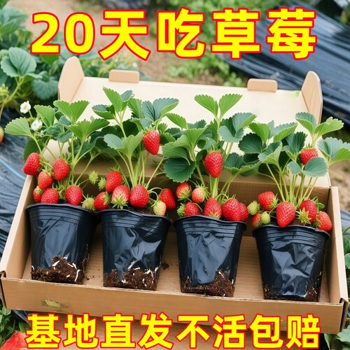 四季草莓秧苗盆栽带土奶油