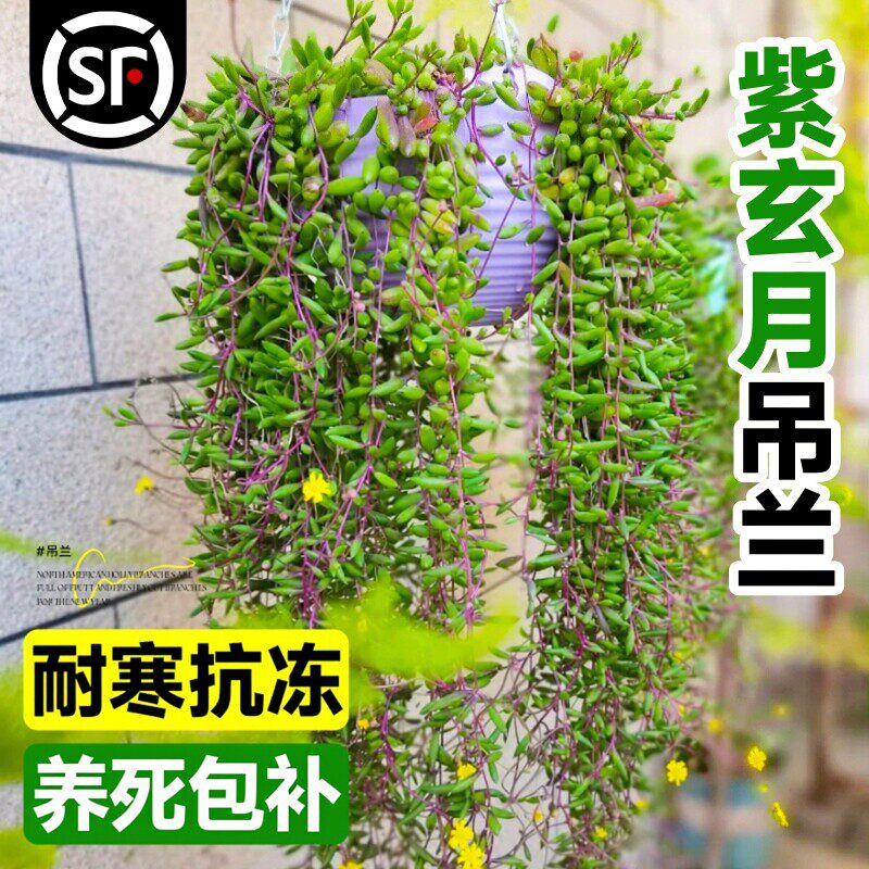 紫玄月多肉吊兰好养活室内